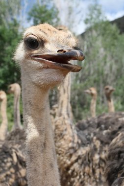 Ostriches clipart