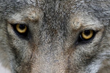 Wolf Eyes clipart