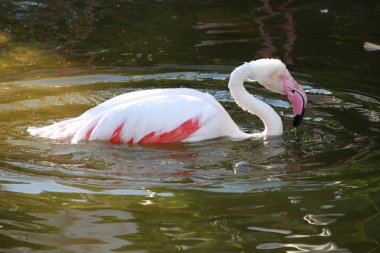 pembe flamingo Yüzme