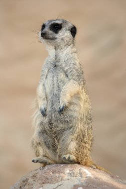 meerkat veya suricate