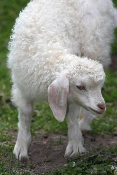 Angora Goat Lamb — Stock Photo, Image