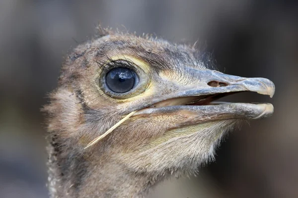 Ritratto giovane uccello struzzo — Foto Stock