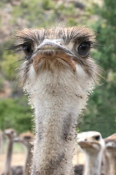 Grappige struisvogel portret — Stockfoto
