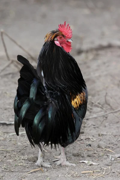 Haan of cockerel vogel — Stockfoto
