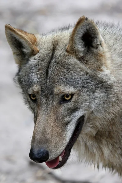 Hout wolf portret — Stockfoto