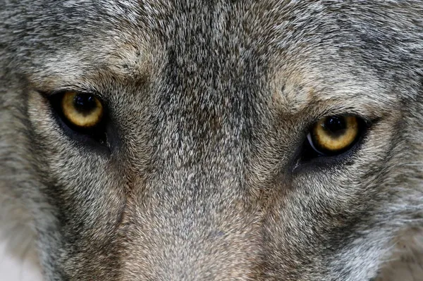 Волчьи глаза — стоковое фото