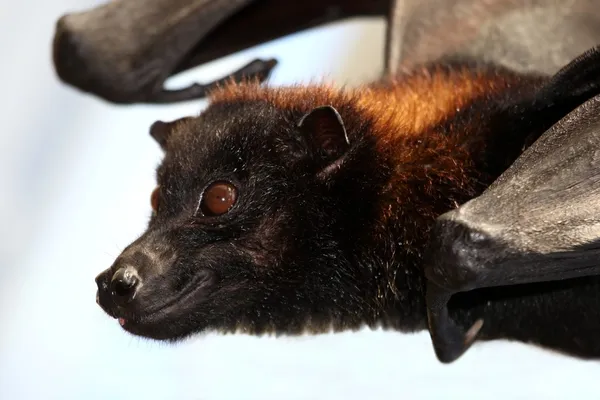 Morcego raposa voadora — Fotografia de Stock