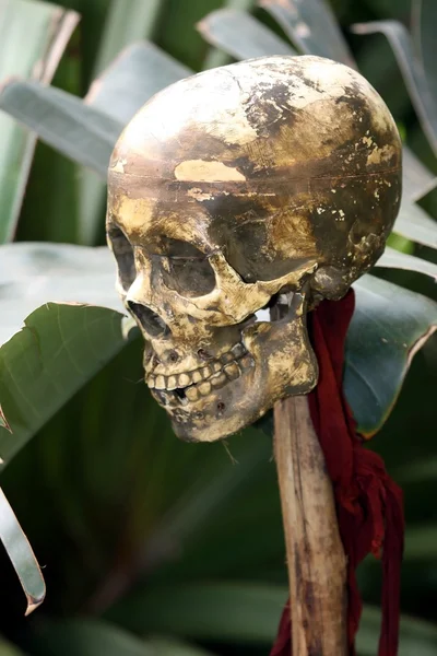 stock image Human Skull of Victim