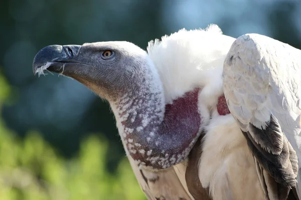 Cape Vulture Bird — Stock Photo, Image