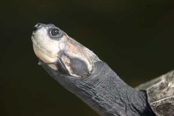Retrato de tortuga — Foto de Stock