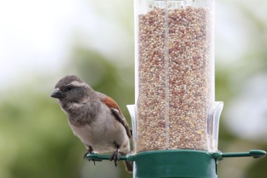 Sparrow on Bird Feeder clipart