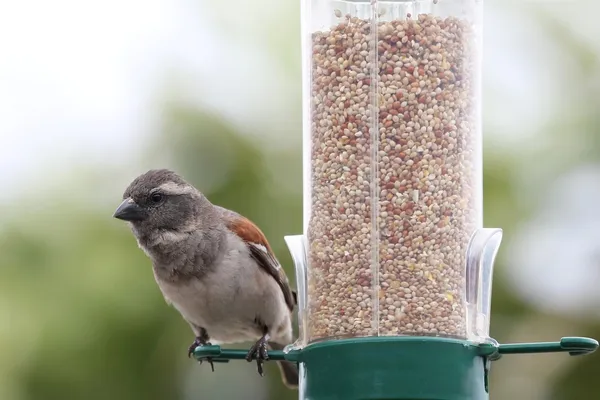 Pardal no alimentador de pássaros — Fotografia de Stock