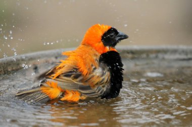 Bird Bathing clipart