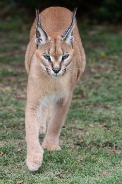 Caracal or African Lynx clipart