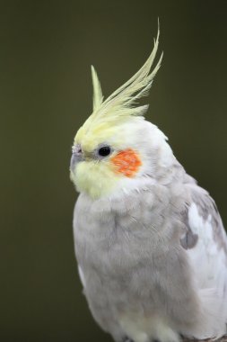 cockatiel kuş