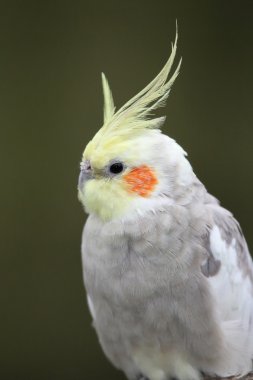 Cockatiel Bird clipart