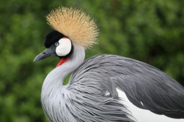 Crowned Crane Bird clipart