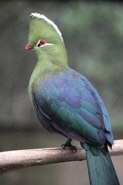 Knysna loerie veya turaco kuş