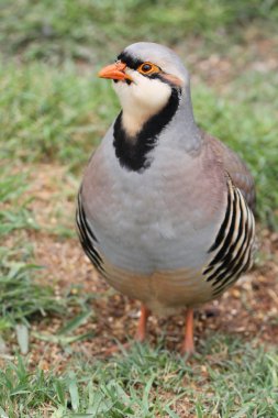 Partridge Bird clipart