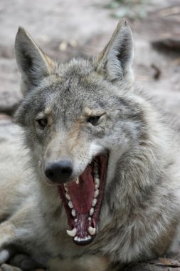 Timber Wolf Yawn clipart