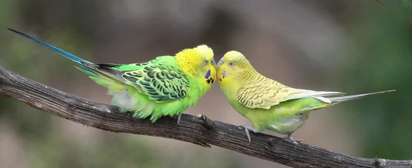 Hoş muhabbet kuşu çifti — Stok fotoğraf