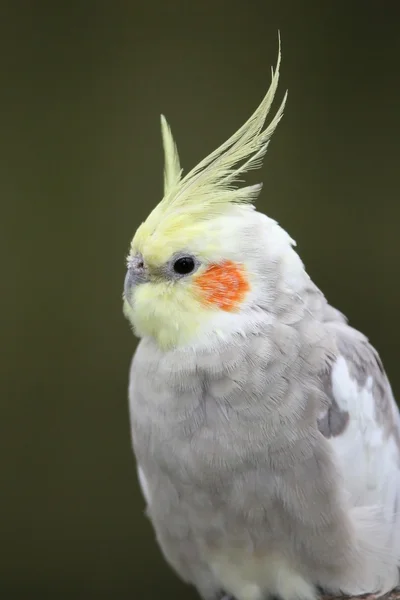 Cockatiel πουλί — Φωτογραφία Αρχείου