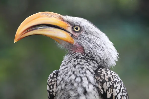 Pozemní hornbill pták — Stock fotografie