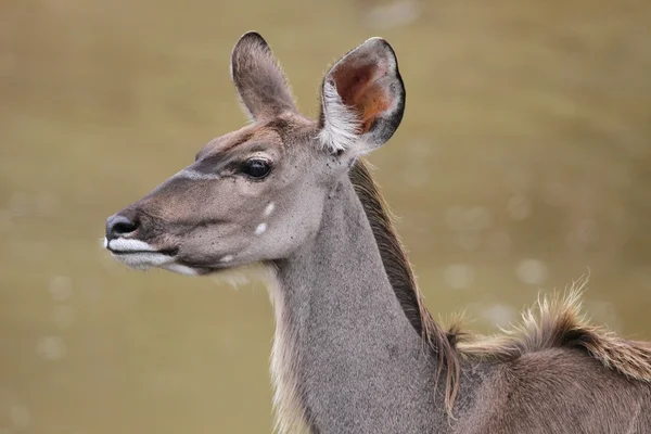 Kudu Antelope Feminino — Fotografia de Stock