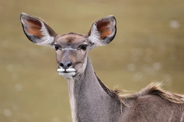 Kudu antilop kvinna — Stockfoto