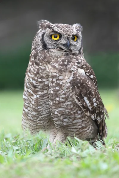 Spotted Eagle Owl — Stock Photo, Image