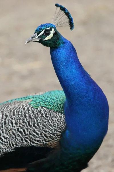 Peacock Bird — Stock Photo, Image