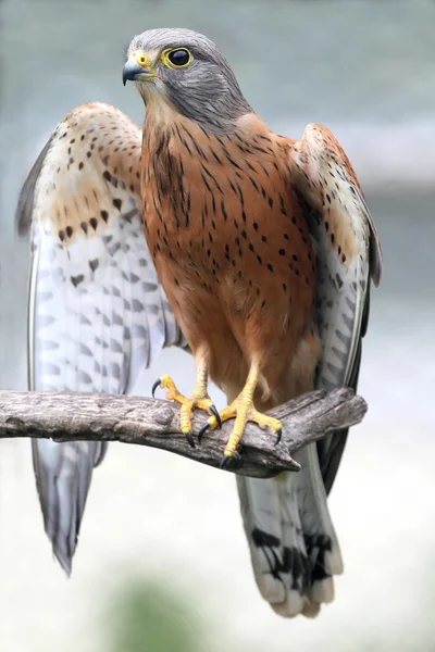 Pássaro Rock Kestrel — Fotografia de Stock