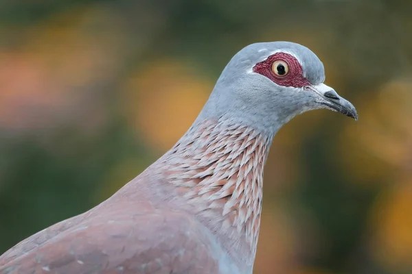 Rock Pigeon Bird — Stock Photo, Image