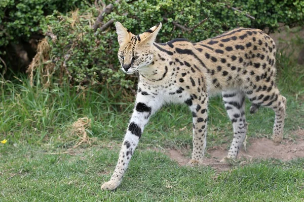 Serval yaban kedisi — Stok fotoğraf