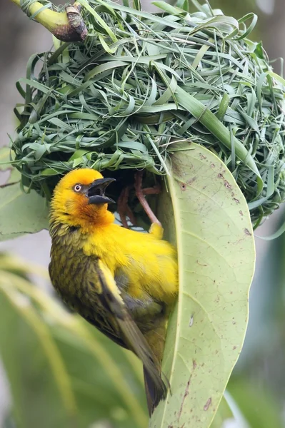 Pássaro tecelão no ninho — Fotografia de Stock