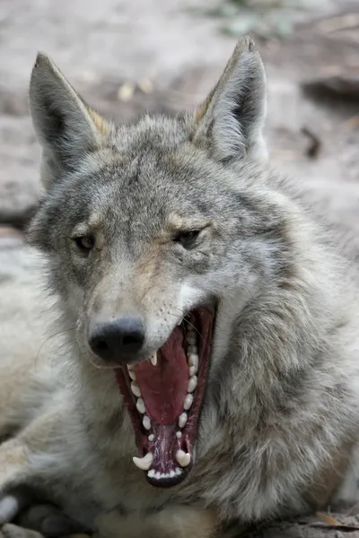 목재 늑대 하 품 — 스톡 사진