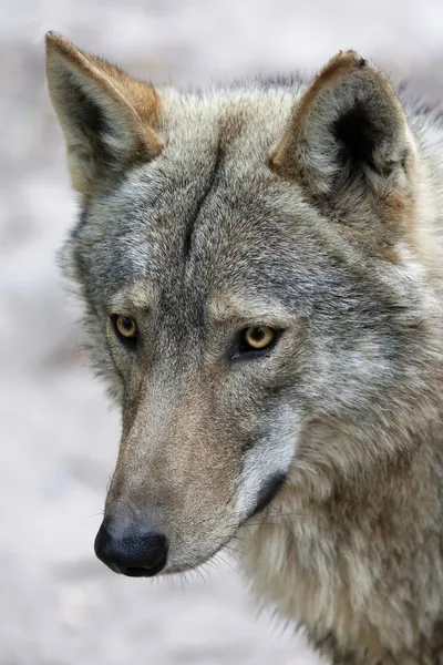 Wolf-Porträt — Stockfoto
