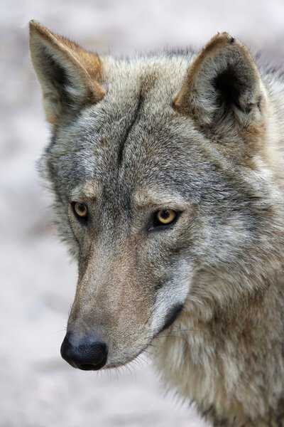 Portrait of a handsome Timber Wolf with alert look