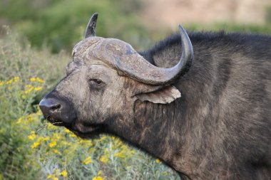 Cape buffalo