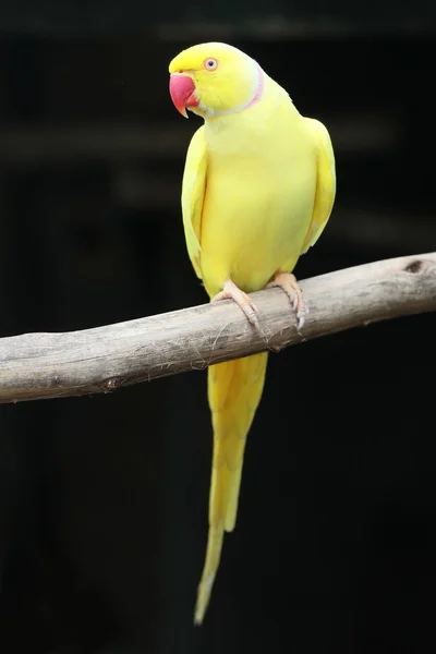 Κίτρινο δαχτυλίδι-λαιμό παπαγάλος — Φωτογραφία Αρχείου