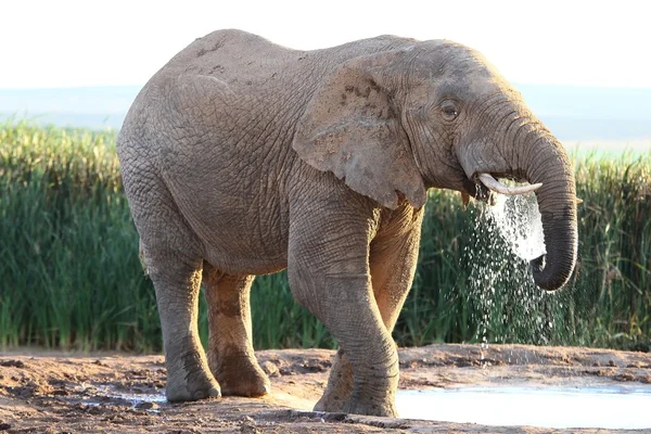 Elefante africano acqua potabile — Foto Stock