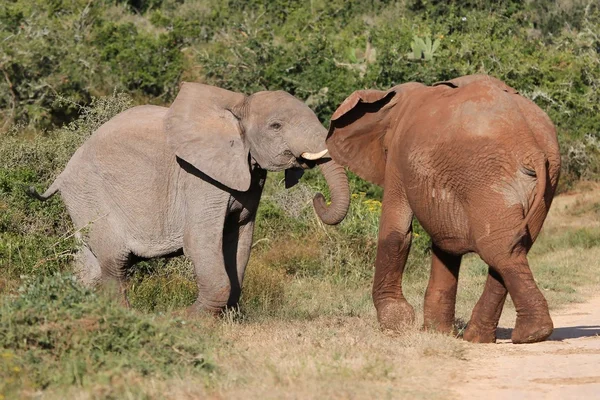 Африканский гнев слонов — стоковое фото
