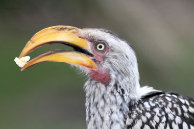 Ground Hornbill Bird with Food clipart