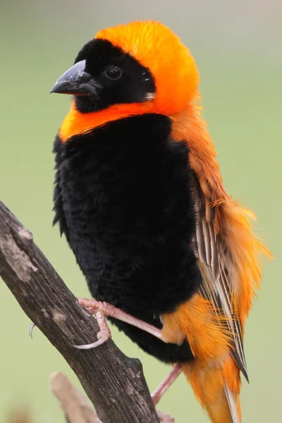 Handsome Bishop Bird — Stock Photo, Image