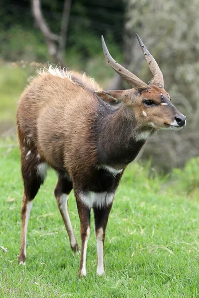 Antilope di Bushbuck — Foto Stock