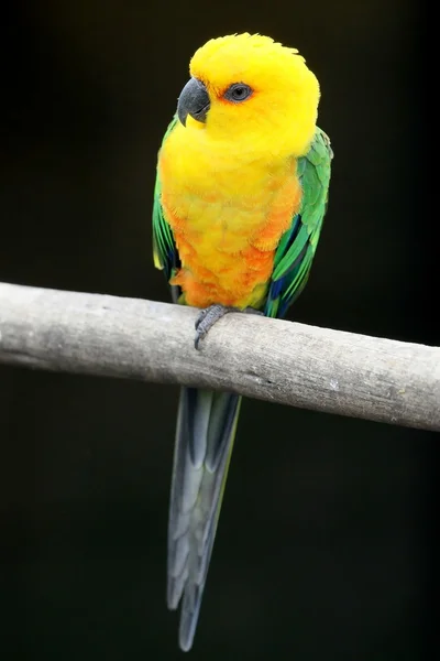 オウムの鳥 — ストック写真