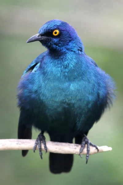 Glossy Starling Bird — Stock Photo, Image
