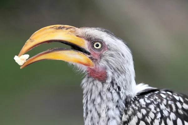 Pozemní hornbill pták s jídlem — Stock fotografie