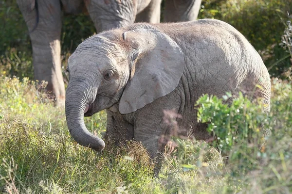 Afrikanisches Elefantenbaby — Stockfoto