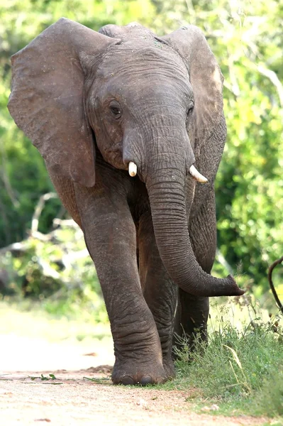 Elefante africano caminando — Foto de Stock